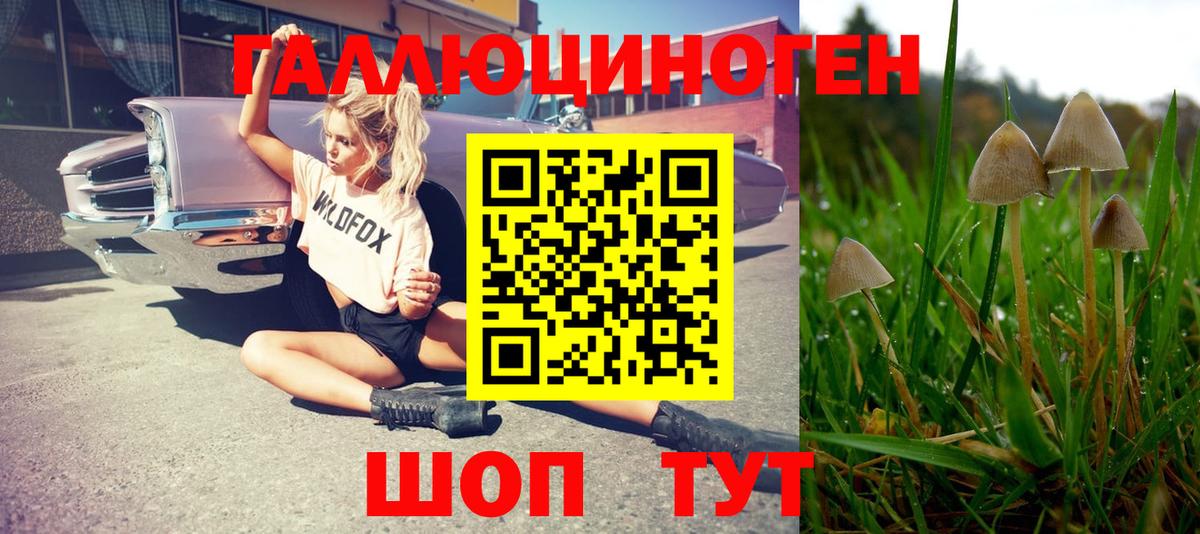 Саянск  Галлюциногенные грибы Cubensis  Вход с VPN 